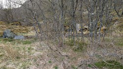 Kvarheim (ruin)
