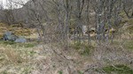 Kvarheim (ruin)