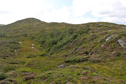 Selhaugane
