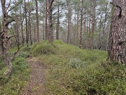 Hålihovden