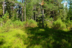 Rødsåsen