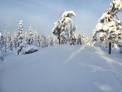Preståsen