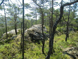 Skorpa