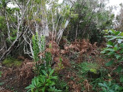 Pico de Coroa