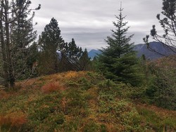 Nyfjellet