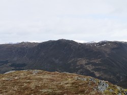 Løvollsnipa