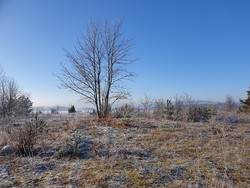 Torvøya