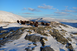 Høgsnyta nord
