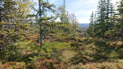 Høgåskarvan