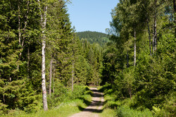 Hansakollen