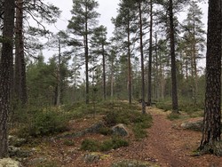 Koukkukallio