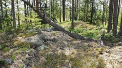 Kinnshøgda