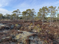 Dyrstadberga