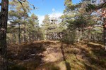 Kjerringa