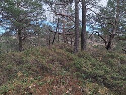 Vardeknolten