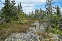 Sandbekkmana