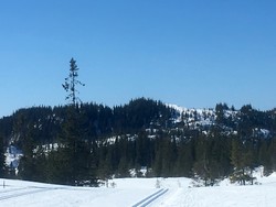 Grønlikammen