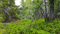 Brathovdekollen