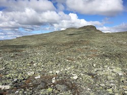 Store Hånosi S1
