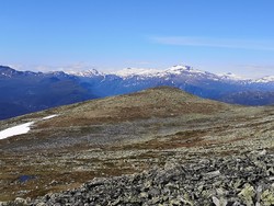 Skurvehøe