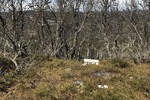 Gausdalsberget