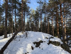 Bjønnehihøgda