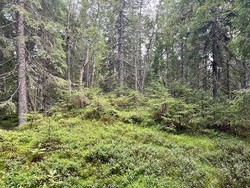 Tjuvdalshøgda
