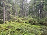 Tjuvdalshøgda