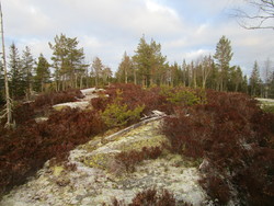 Lyberget