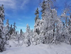 Øljahøgda