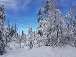 Øljahøgda