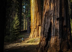 Mariposa Grove of Giant Sequoias