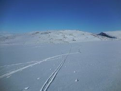 Holhøe