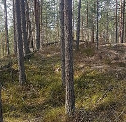 Grasås