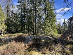 Saumyråsen