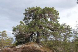 Grøllafurua
