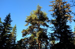 Fallgnollen