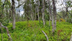 Teinhaugen S