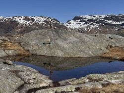 Holmavassheia