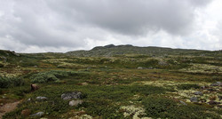 Haraldshovde