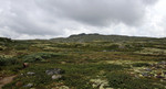 Haraldshovde