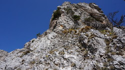 Törlkopf