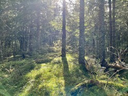 Skinnskatthøgda