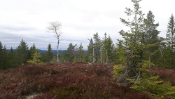 Skotjernhaugen
