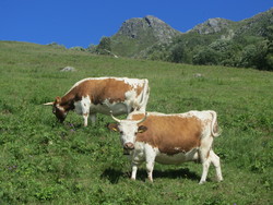 Piggenuten
