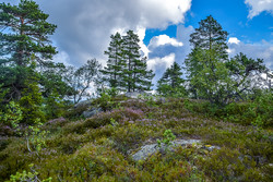 Seterkollen