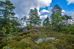 Seterkollen