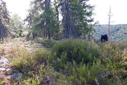 Piperberget Sør