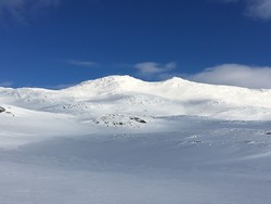 Bidlesteinnosi