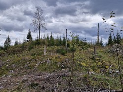 Finnehaugen